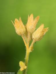 Attēlu rezultāti vaicājumam “Polemonium caeruleum fruit”