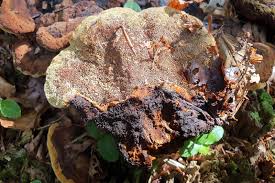 Attēlu rezultāti vaicājumam “Didymium xanthopus spores”