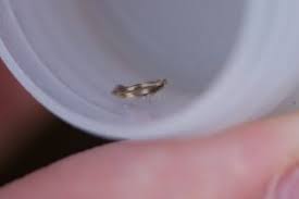 Attēlu rezultāti vaicājumam “Bucculatricidae”