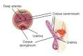 Life Enhancement:: A Natural Alternative to Viagra