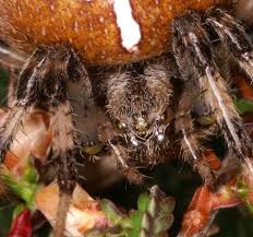 Attēlu rezultāti vaicājumam “Araneus quadratus male”