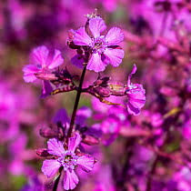 Attēlu rezultāti vaicājumam “Silene viscaria flower”