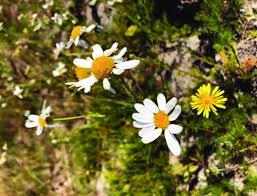 Attēlu rezultāti vaicājumam “Tripleurospermum inodorum”
