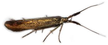 Attēlu rezultāti vaicājumam “Coleophoridae”