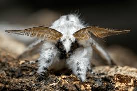 Attēlu rezultāti vaicājumam “Cerura vinula imago”