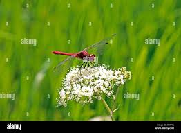 Attēlu rezultāti vaicājumam “Sympetrum sanguineum male”