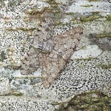 Attēlu rezultāti vaicājumam “Aethalura punctulata”