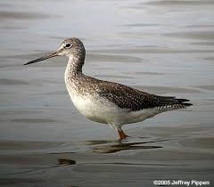 Image result for Tringa melanoleuca