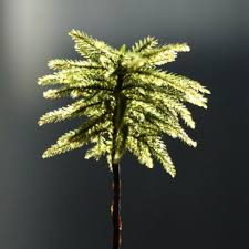 Attēlu rezultāti vaicājumam “Climacium dendroides sporophyte”