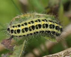 Attēlu rezultāti vaicājumam “Zygaena cocoon”