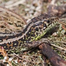 Attēlu rezultāti vaicājumam “Lacerta agilis female”
