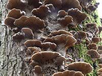 Attēlu rezultāti vaicājumam “Ischnoderma benzoinum”