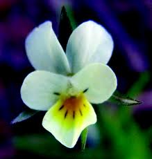 Attēlu rezultāti vaicājumam “Viola arvensis flower”