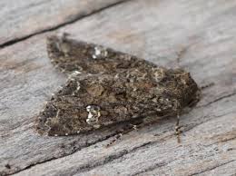 Attēlu rezultāti vaicājumam “Mamestra brassicae”