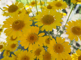 Attēlu rezultāti vaicājumam “Anthemis tinctoria flower”