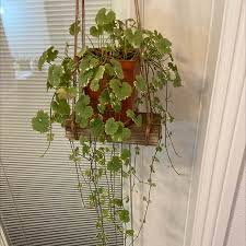 Attēlu rezultāti vaicājumam “Glechoma hederacea leaf”