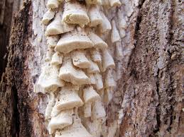 Attēlu rezultāti vaicājumam “Antrodia xantha”