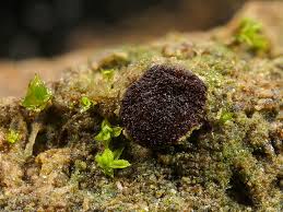 Attēlu rezultāti vaicājumam “Ascobolus furfuraceus”