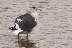 Image result for Hirundapus caudacutus