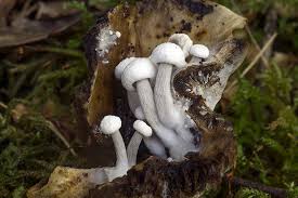 Attēlu rezultāti vaicājumam “Asterophora lycoperdoides”