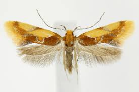 Attēlu rezultāti vaicājumam “Epicallima formosella”