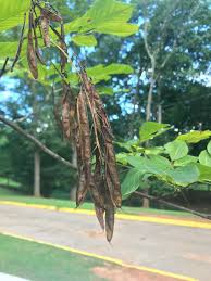 Attēlu rezultāti vaicājumam “Cladrastis kentukea leaf”