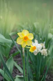 Attēlu rezultāti vaicājumam “Narcissus poeticus”