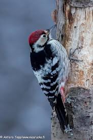 Attēlu rezultāti vaicājumam “Dendrocopos leucotos male”