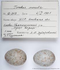 Attēlu rezultāti vaicājumam “Turdus merula eggs”