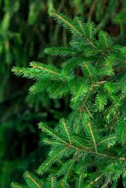 Attēlu rezultāti vaicājumam “Abies balsamea”