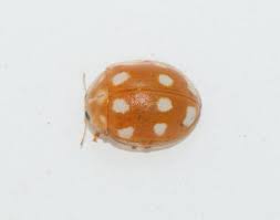 Attēlu rezultāti vaicājumam “Calvia decemguttata”