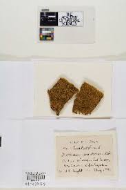 Attēlu rezultāti vaicājumam “Dicranum montanum var. truncicolum”