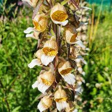 Image result for Digitalis lanata