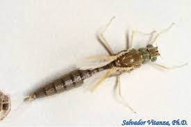 Attēlu rezultāti vaicājumam “Ephemeroptera imago”