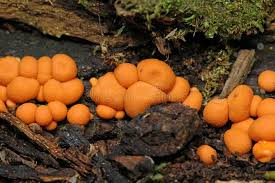 Attēlu rezultāti vaicājumam “Lycogala cf. oleocrystalliferum sessile”