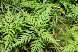 Attēlu rezultāti vaicājumam “Ambrosia artemisiifolia”