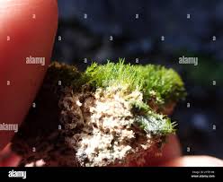 Attēlu rezultāti vaicājumam “Eucladium verticillatum”