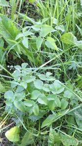 Attēlu rezultāti vaicājumam “Angelica palustris”