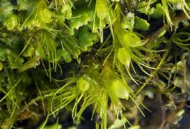 Attēlu rezultāti vaicājumam “Odontoschisma denudatum cells”