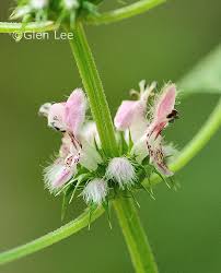 Attēlu rezultāti vaicājumam “Leonurus cardiaca”
