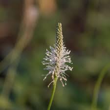 Attēlu rezultāti vaicājumam “Plantago media bud”
