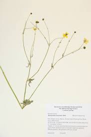 Attēlu rezultāti vaicājumam “Ranunculaceae”