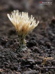 Attēlu rezultāti vaicājumam “Tremellodendropsis tuberosa”