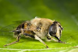 Attēlu rezultāti vaicājumam “Eristalis sp.”
