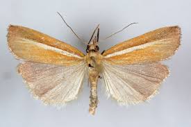 Attēlu rezultāti vaicājumam “Agriphila selasella”