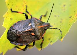 Attēlu rezultāti vaicājumam “Jalla dumosa”