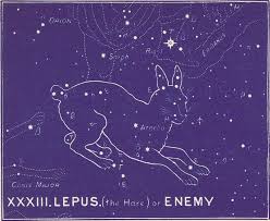 Attēlu rezultāti vaicājumam “Lepus sp.”