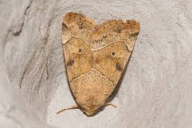 Attēlu rezultāti vaicājumam “Cosmia trapezina”