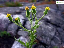 Attēlu rezultāti vaicājumam “Senecio viscosus flower”