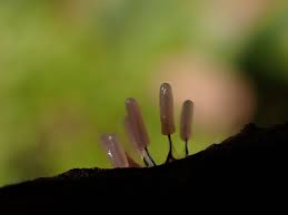 Attēlu rezultāti vaicājumam “Stemonitopsis typhina spores”